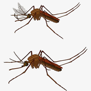 Anopheles Male Female Model
